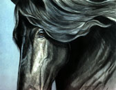 Friesian, Equine Art - Friesian Passion